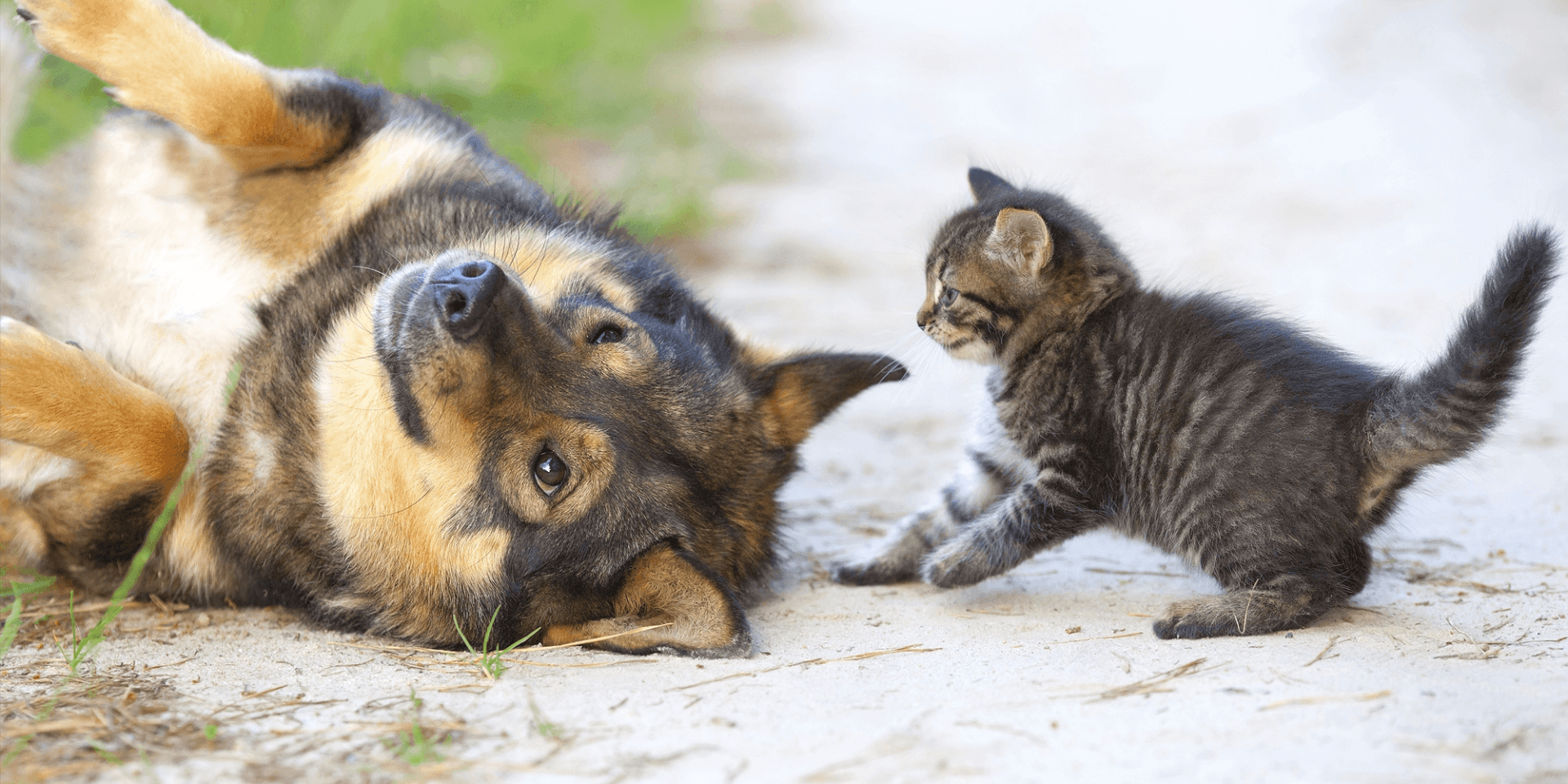 Dog and kitten receiving small animal veterinary care — dogs, cats, and pets at Blue Mountain Veterinary Hospital in Missoula, MT